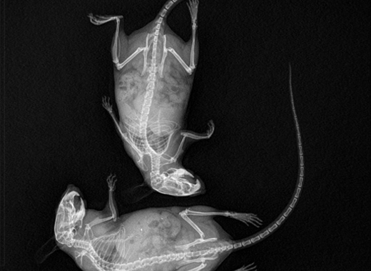 基于平板探測器的小動(dòng)物微型CT成像系統(tǒng)